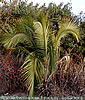 Palms,palm-tree,tropical palm